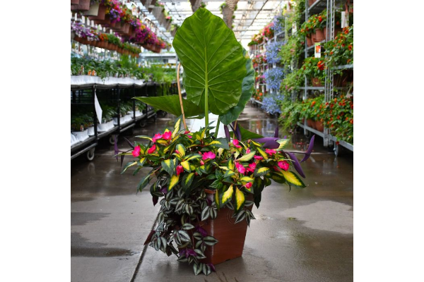 TUB14"SQ COMBO TROPICAL TREASURE