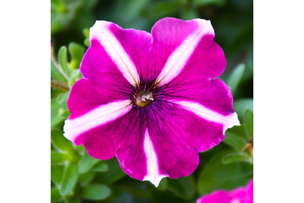 306T/18PETUNIA EW BURGUNDY STAR