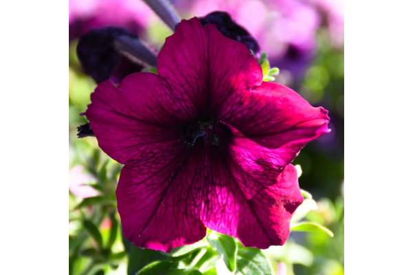 306T/18PETUNIA EW BURGUNDY VELR
