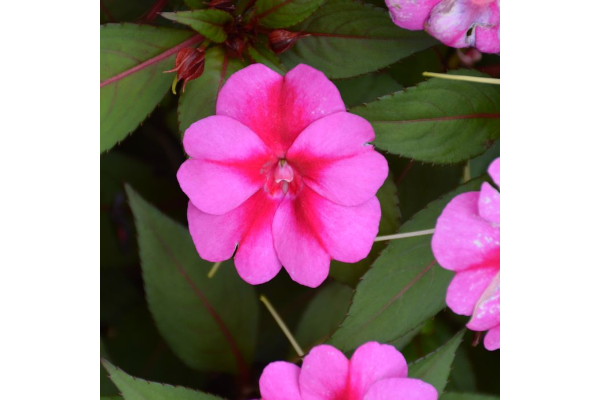 304T/12SUNPATIENS PURPLE CANDY