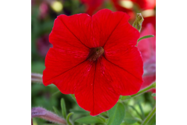 306T/18PETUNIA EW RED E3