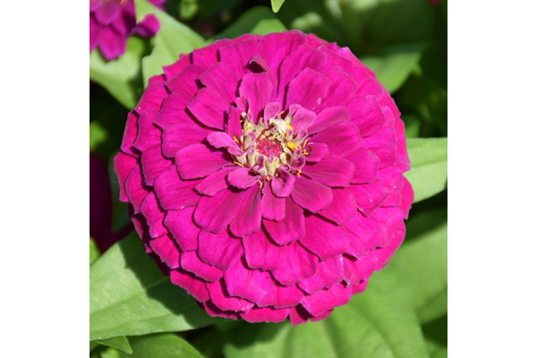 306T/18ZINNIA ZESTY PURPLE