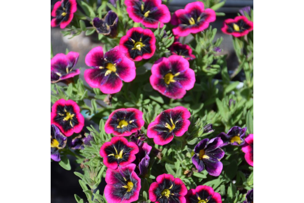 4.75T/10CALI CABARET GNIGHT KISS