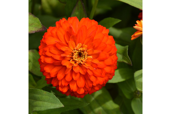 306T/18ZINNIA ZYDECO FIRE