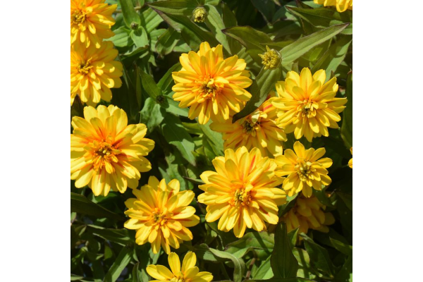 306T/18ZINNIA ZYDECO DEEP YELLOW