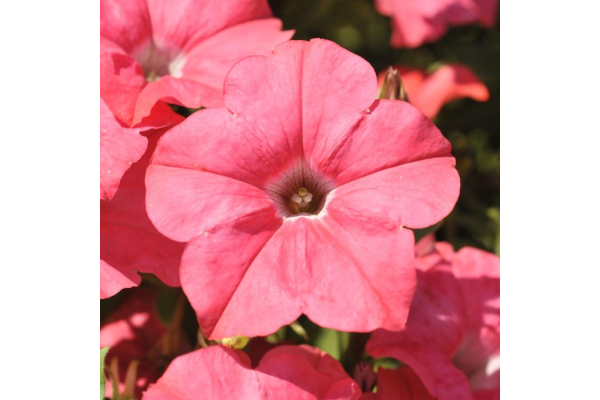 306T/18PETUNIA EW CORAL E3