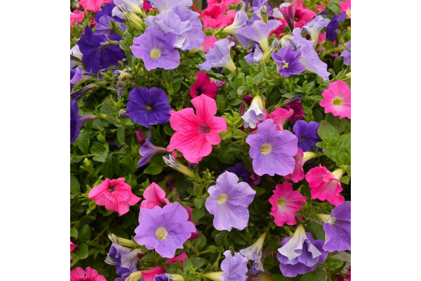 306T/18PETUNIA EW VIBRANT MIX