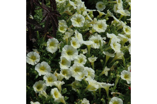 306T/18PETUNIA EW YELLOW