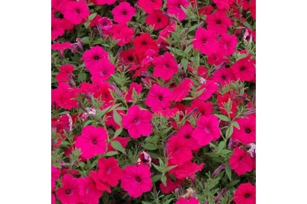 Z-306T/18PETUNIA TW CHERRY