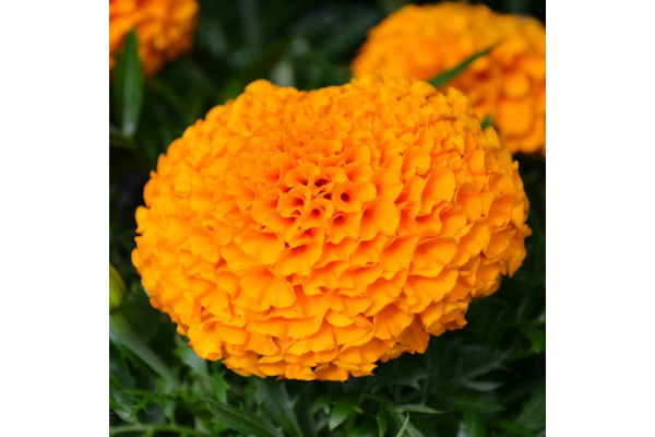 306T/18MARIGOLD ANTIGUA ORANGE