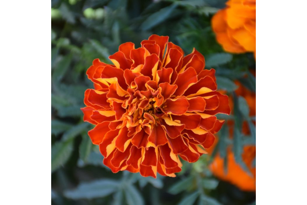 306T/18MARIGOLD DURANGO RED