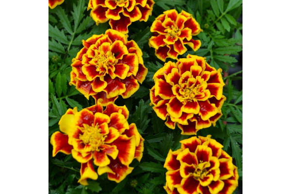 306T/18MARIGOLD DURANGO BEE