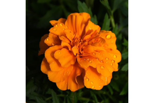 306T/18MARIGOLD ENDUR ORANGE