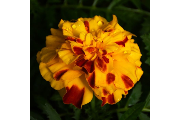 306T/18MARIGOLD ENDUR SUNSET GLD