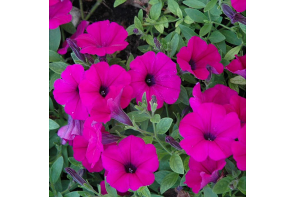306T/18PETUNIA WAVE PURPLE