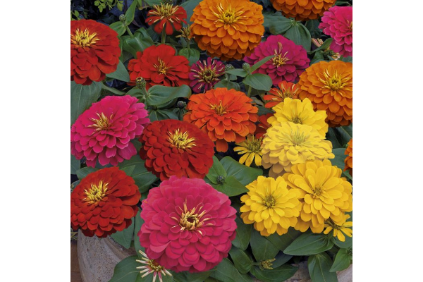 306T/18ZINNIA MAGELLAN MIX
