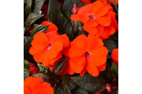 304T/12SUNPATIENS ELECT ORANGE