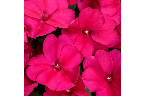 304T/12SUNPATIENS ROSE GLOW