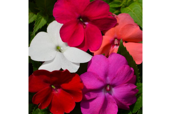 304T/12SUNPATIENS MIX