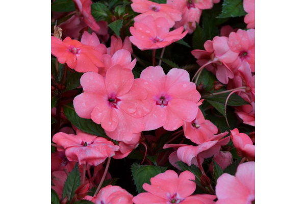304T/12SUNPATIENS CORAL PINK
