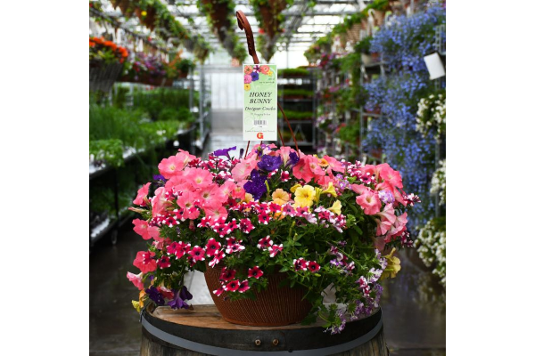 HB13"DESIGNER COMBO-HONEY BUNNY