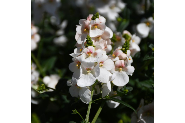 4.75T/10DIASCIA TRINITY GRACE