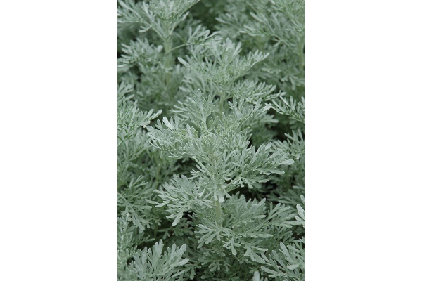 Z-4.75T/10ARTEMESIA PARFM D'ETHP