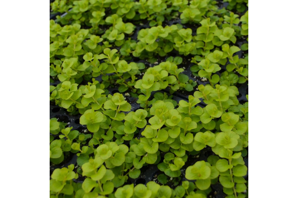 4.75T/10LYSIMACHIA GOLDILOCKS