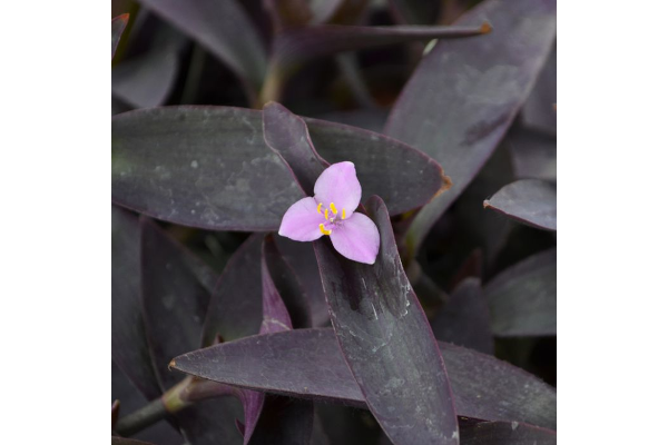 4.75T/10SETCREASEA PURPLE QUEEN