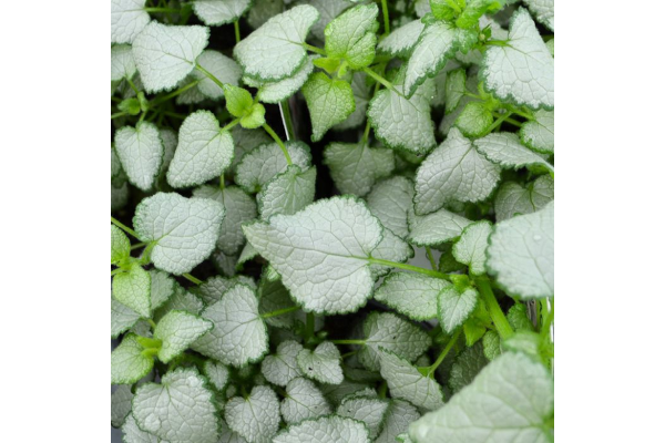 4.75T/10LAMIUM BEACON SILVER