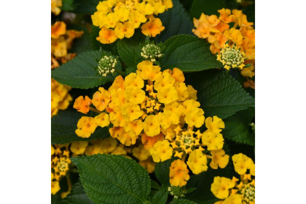 4.75T/10LANTANA BANDLST PINEAPPL