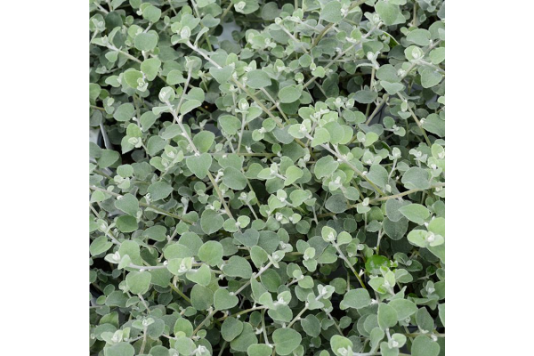 4.75T/10LICORICE VINE WHITE