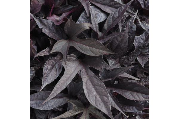 4.75T/10SWEETPOTATO VN BLACKIE