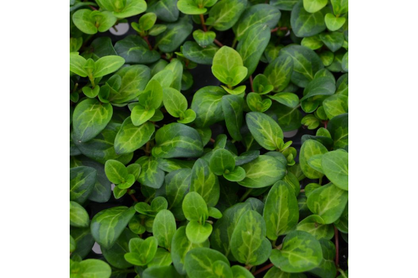 4T/10VINCA VINE MACULATA