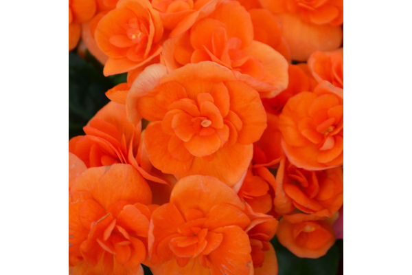 4.33T/8BEGONIA RIEGER ORANGE