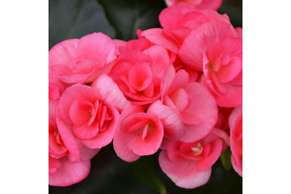 4.33T/8BEGONIA RIEGER PINK