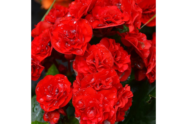 4.33T/8BEGONIA RIEGER RED
