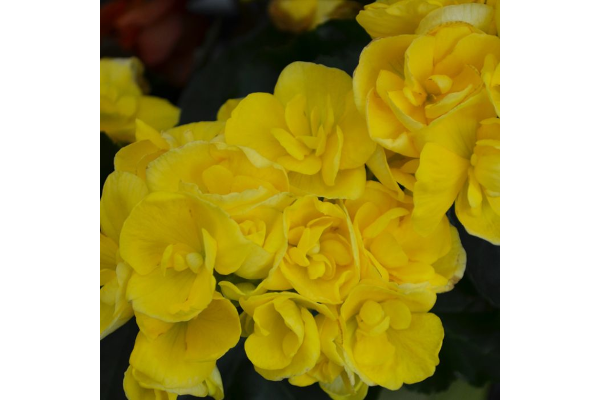 4.33T/8BEGONIA RIEGER YELLOW