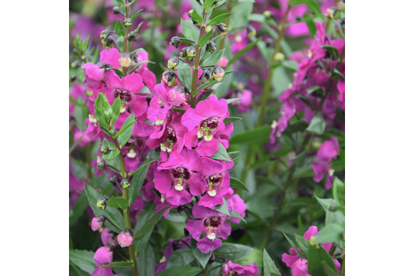4.75T/10ANGELONIA GUARD ANGL PNK