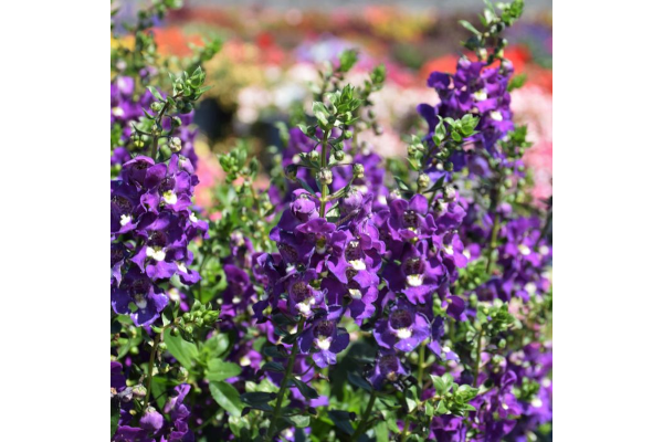 4.75T/10ANGELONIA BIG INDIGO