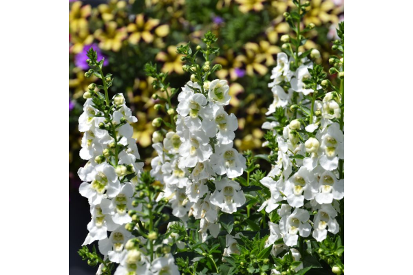 4.75T/10ANGELONIA ARCH WHITE