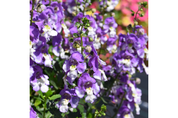 4.75T/10ANGELONIA BIG BICLR PRPL
