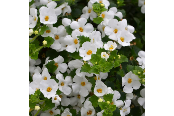 4.75T/10BACOPA WHITE