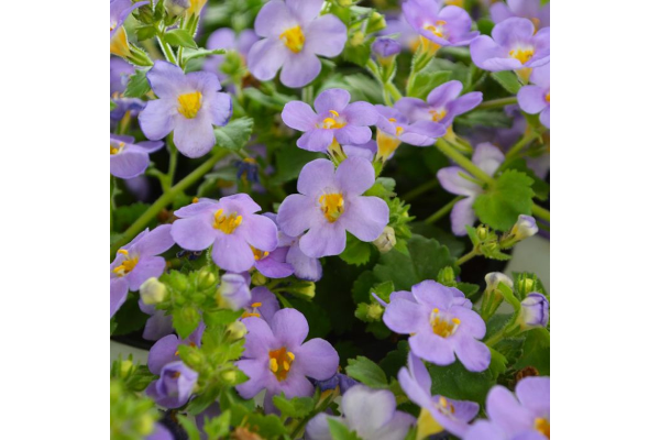 4.75T/10BACOPA GULLIVER BLUE