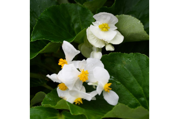 4.75T/10BEGON BIG GL WHITE