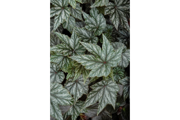 4.75T/10BEGON GRYPHON