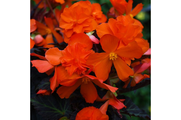 4.75T/10BEGON I'CON PORT HT ORNG