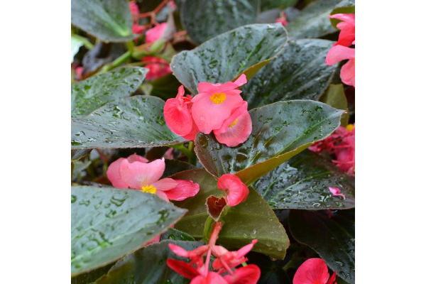 4.75T/10BEGON BIG BL RSE