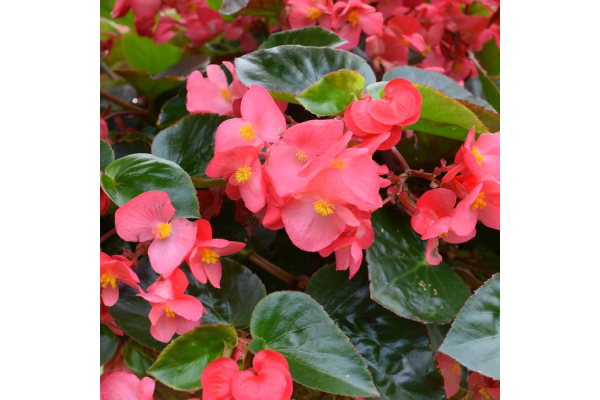 4.75T/10BEGON VIKING EX RS GL