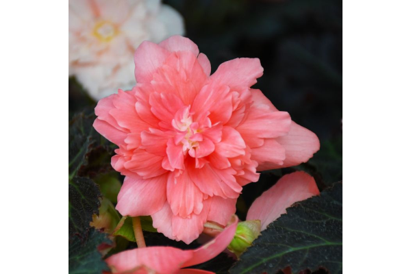 4.75T/10BEGON NONSTOP JOY MCA RS